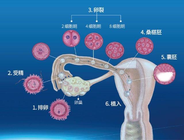 人造卵子研究最新进展，突破与伦理挑战同步前行